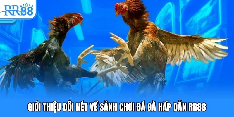 Đôi nét về sảnh chơi đá gà hấp dẫn RR88