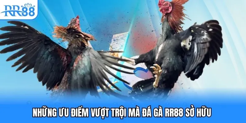 Thế mạnh vượt trội của sảnh đá gà RR88